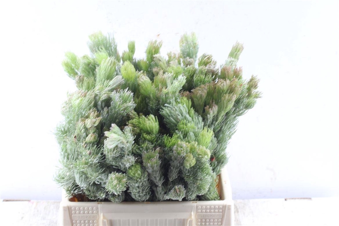 <h4>Kaaps Aspilatus</h4>