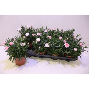 arr8 Dian Osc White Red