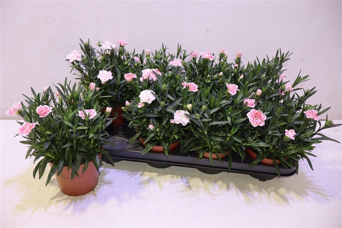 <h4>arr8 Dian Osc White Red</h4>