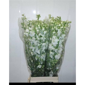 DELPH EN BE AN WHITE