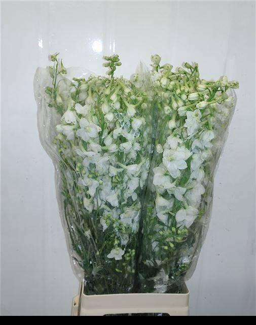 <h4>DELPH EN BE AN WHITE</h4>