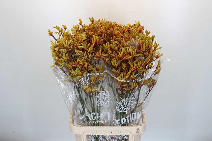 <h4>Anigozanthos Gold Fever</h4>