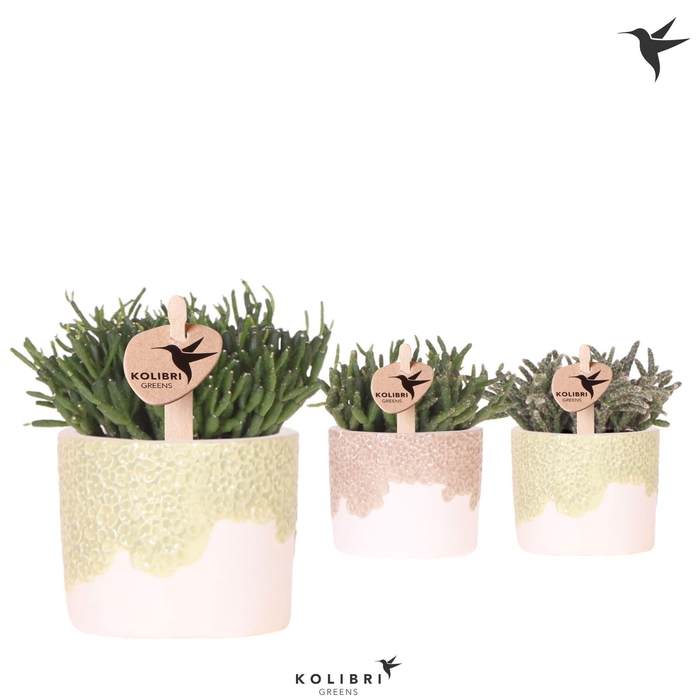 <h4>Kolibri Greens Rhipsalis mix in Bloom pot sand mix</h4>