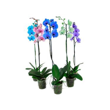 PHALAENOPSIS MULTICOLOR P12