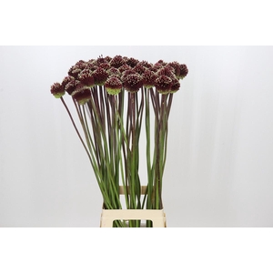 Allium Red Mohican