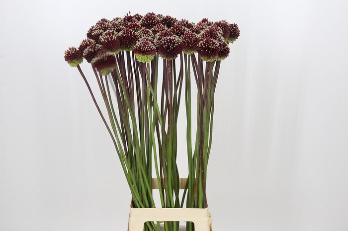 <h4>Allium Red Mohican</h4>