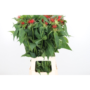 Monarda Red Fountain