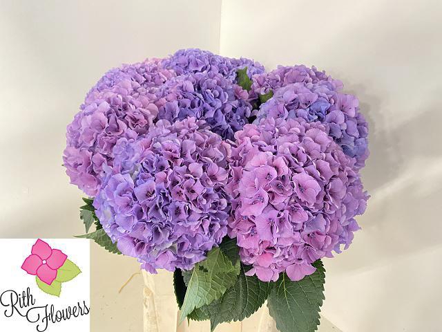 <h4>HYDR M ROYAL SALUTE</h4>