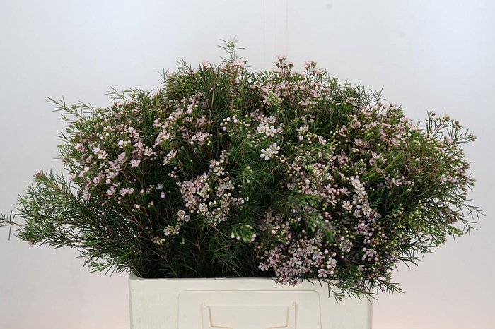 <h4>Chame un Dori</h4>