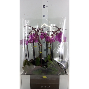 Phalaenopsis   ...lilac