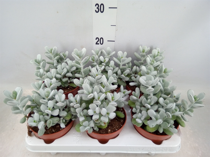 <h4>Cotyledon  'Coral'</h4>