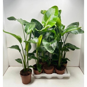 STRELITZIA NICOLAI