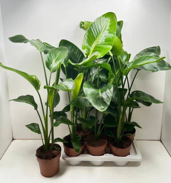 <h4>STRELITZIA NICOLAI</h4>