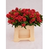 SKIMMIA BERRY RED BS