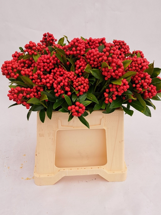 SKIMMIA BERRY RED BS