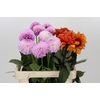 Dahlia Gemengd in fust