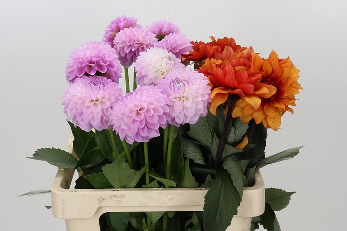 <h4>Dahlia Gemengd in fust</h4>