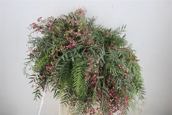<h4>Pepperberry P Bunch</h4>