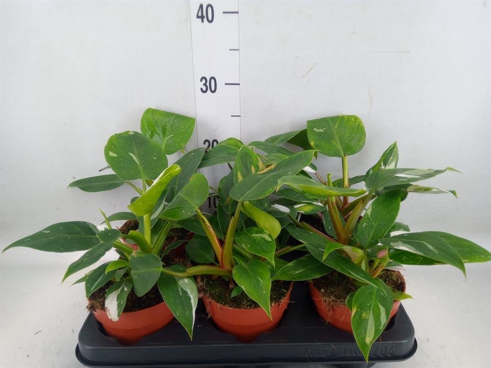 <h4>Philodendron   ...</h4>