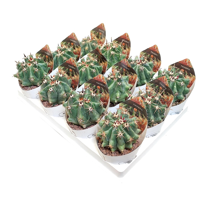 <h4>Ferocactus Horridus Potcover</h4>