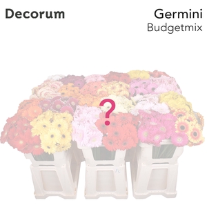 Germini Mix Budget  Water