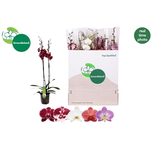 PHAL GEM 5 KL
