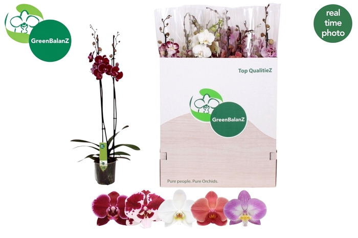 <h4>PHAL GEM 5 KL</h4>