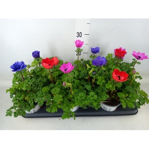 Anemone cor. 'Harmony'   ..mix