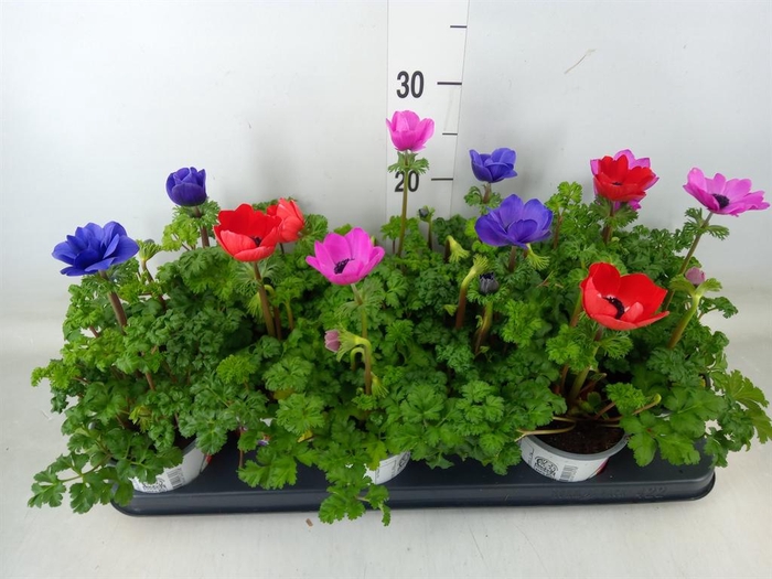 <h4>Anemone cor. 'Harmony'   ..mix</h4>