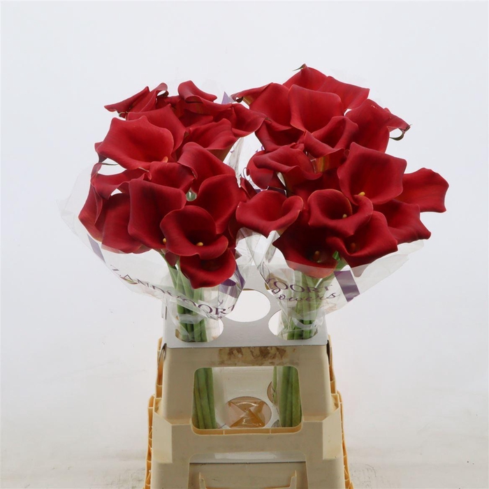 <h4>Calla Bermuda</h4>