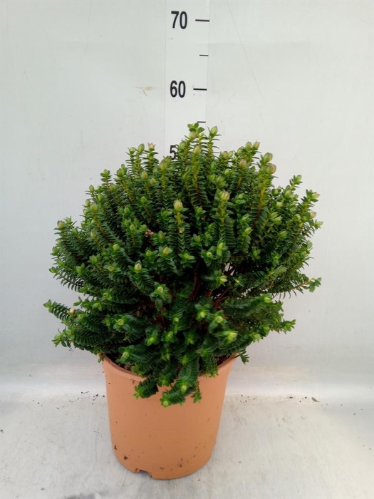 <h4>Pimelea ferruginea</h4>