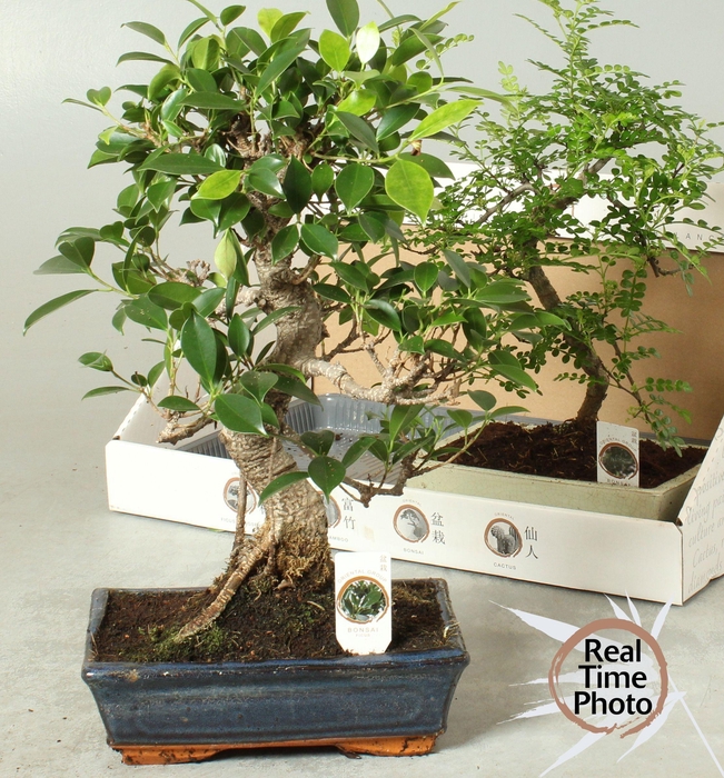 <h4>BONSAI GEM</h4>