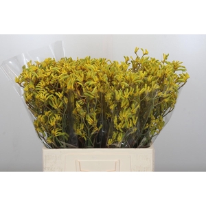 Anigozanthos Bush Down