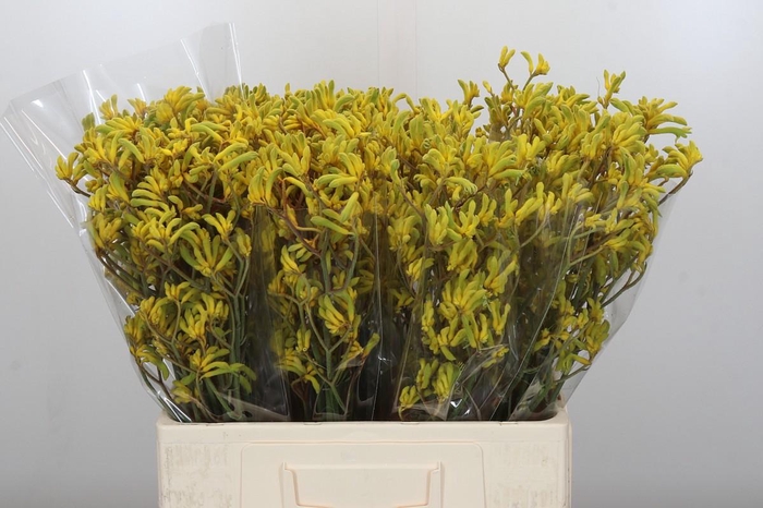 Anigozanthos Bush Down