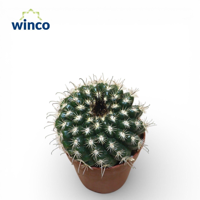 <h4>Parodia Culpinensis</h4>