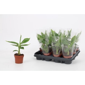 MUSA TROPICANA
