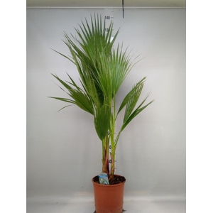 Washingtonia filifera