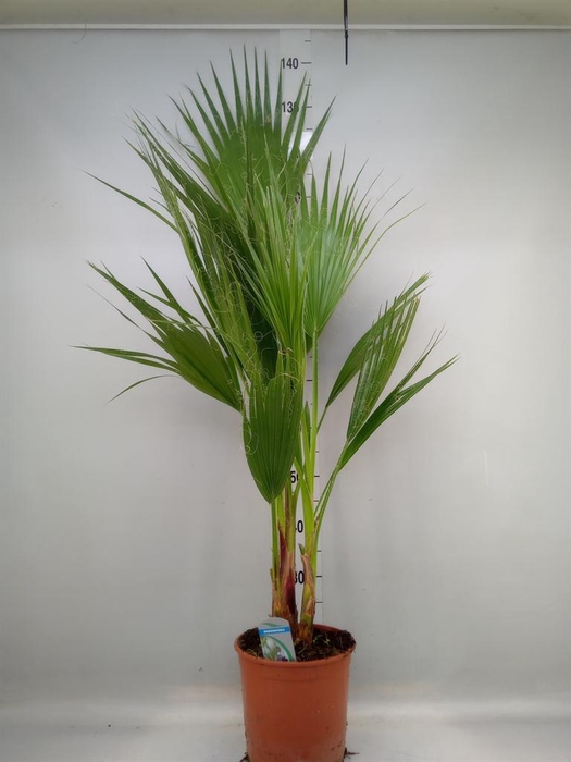 <h4>Washingtonia filifera</h4>