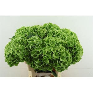 Hydr M Cl. Emerald 60-20