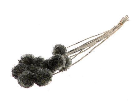 <h4>Pres Scabiosa 10pc Grey Bunch Slv</h4>