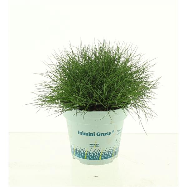 <h4>Festuca gautieri AmiGreen®</h4>
