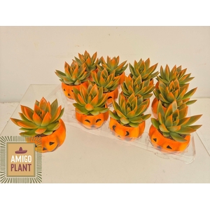 ECHEV MIRANDA