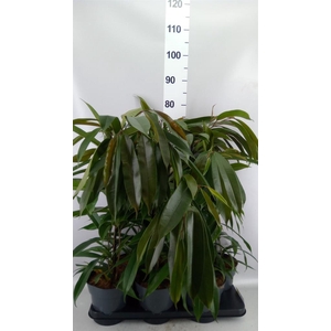 Ficus binn. 'Amstel King'