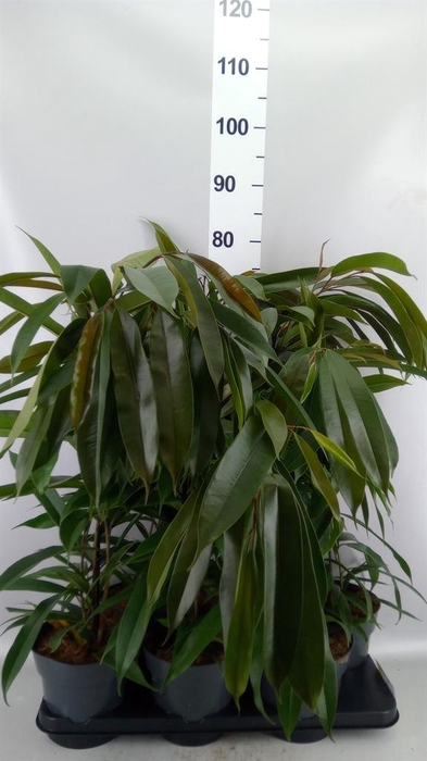 <h4>Ficus binn. 'Amstel King'</h4>