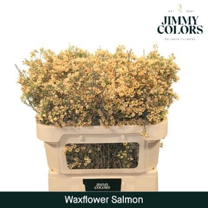Waxflower L70 Salmon