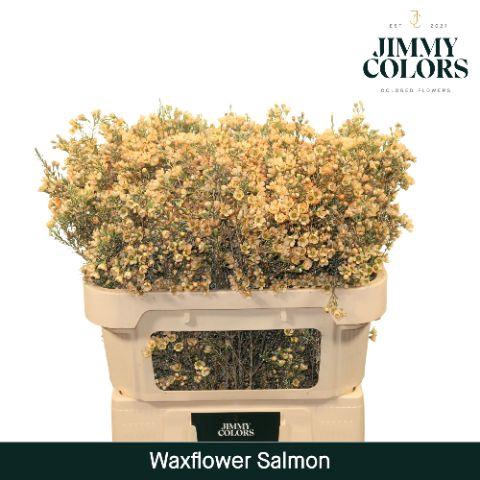 <h4>Waxflower L70 Salmon</h4>