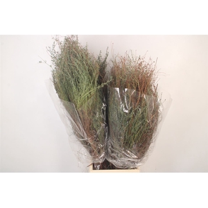 Thym Falso Per Bunch 400 Gram
