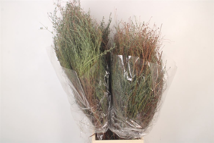 <h4>Thym Falso Per Bunch 400 Gram</h4>