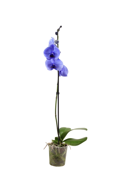 <h4>Phal I Am Purple 1T9+</h4>