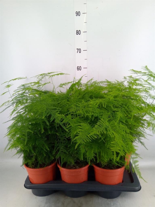 <h4>Asparagus setaceus</h4>